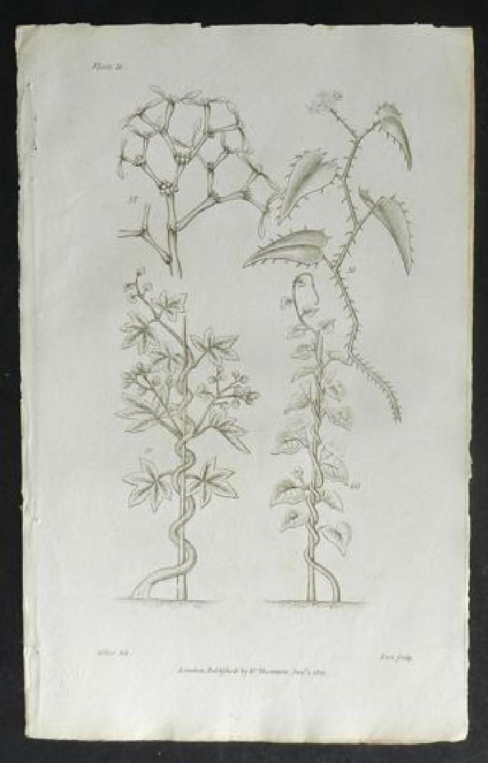 Plate 11, 1812 Antique Print (1 of 1)