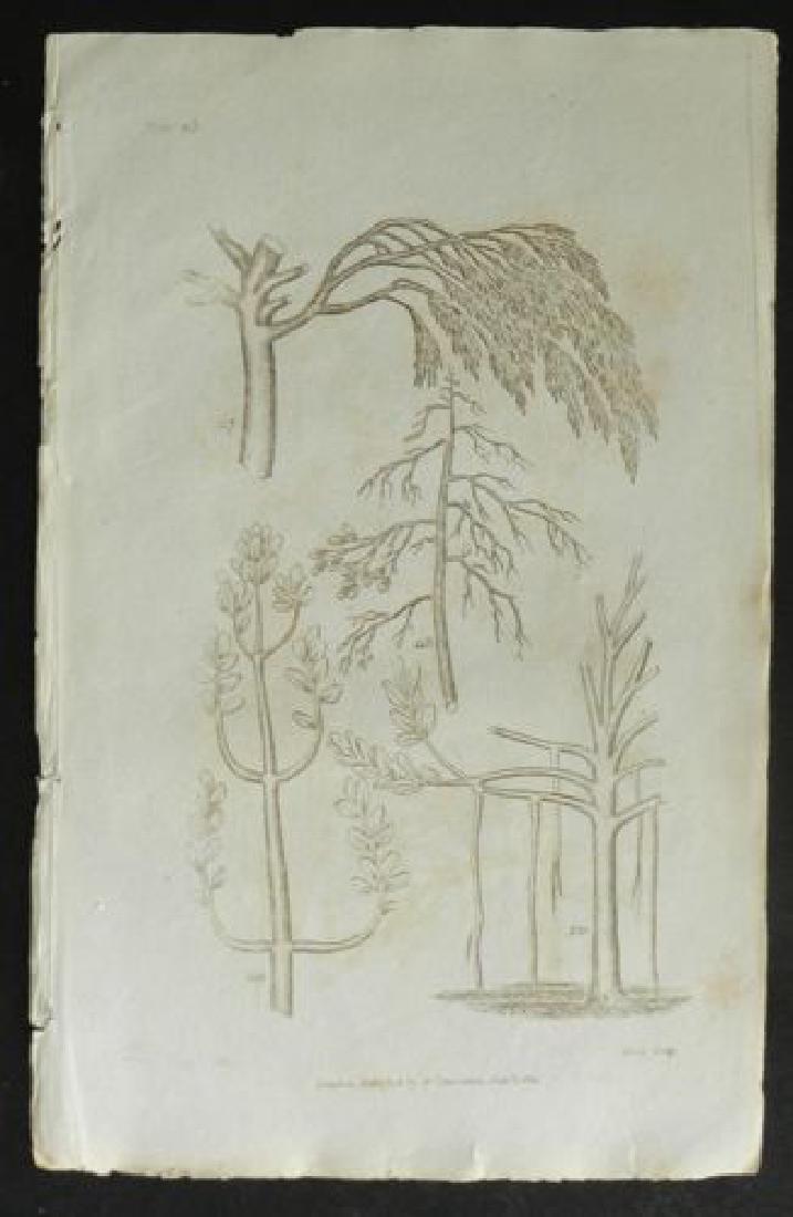 Plate 23, 1812 Antique Print (1 of 1)