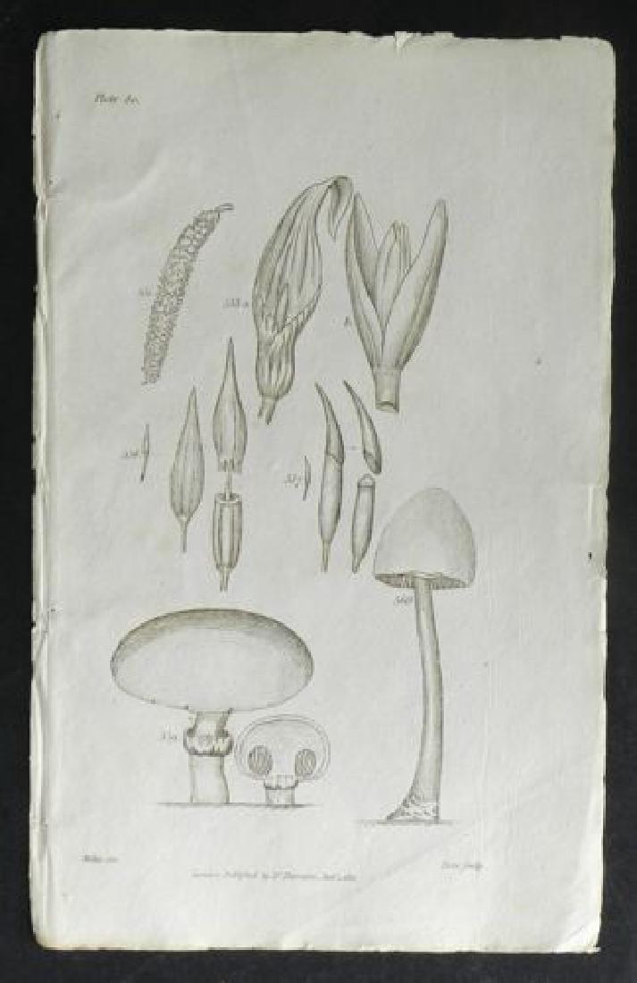 Plate 80, 1812 Antique Print (1 of 1)