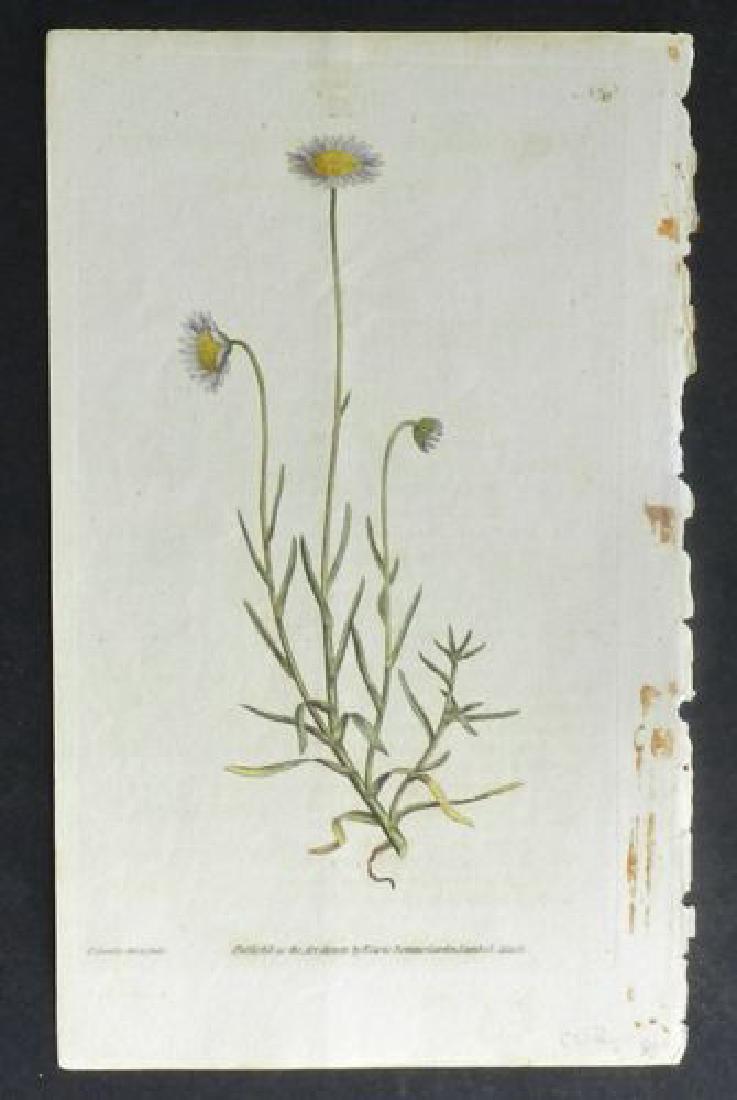 Plate 220, 1845 Handcolored Print (1 of 1)