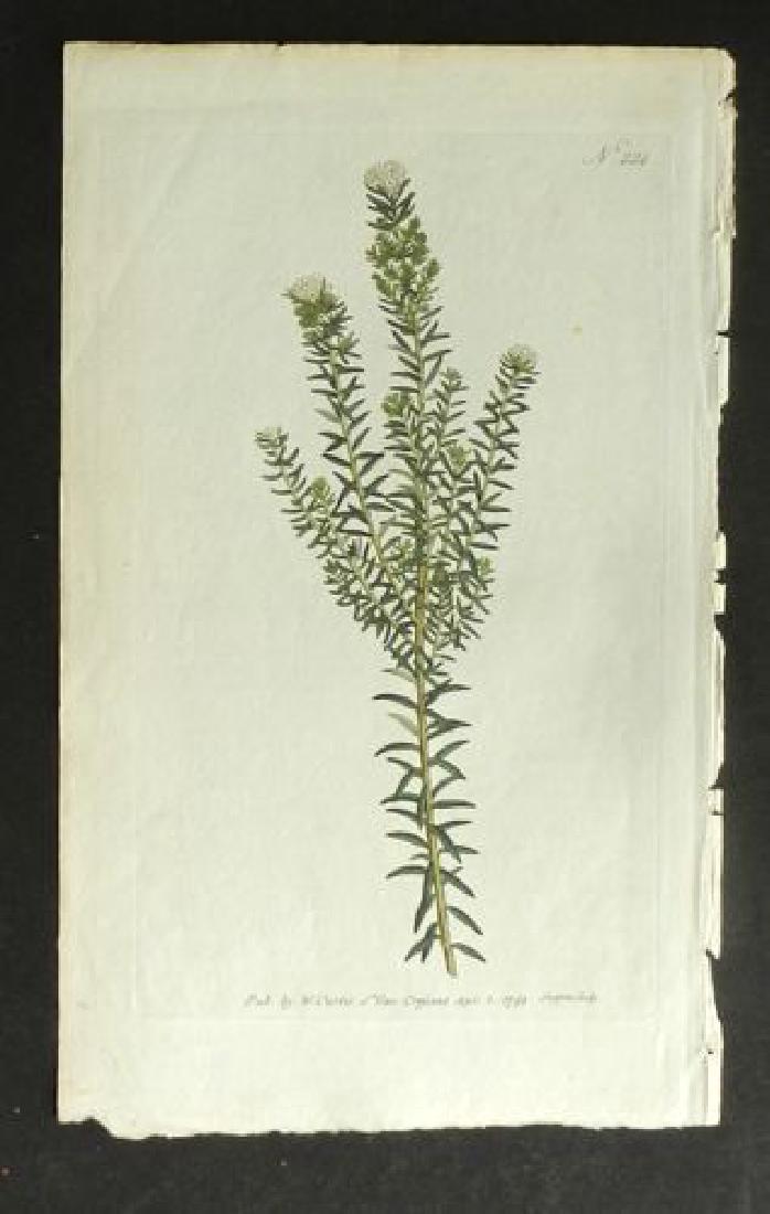 Plate 224, 1845 Handcolored Print (1 of 1)