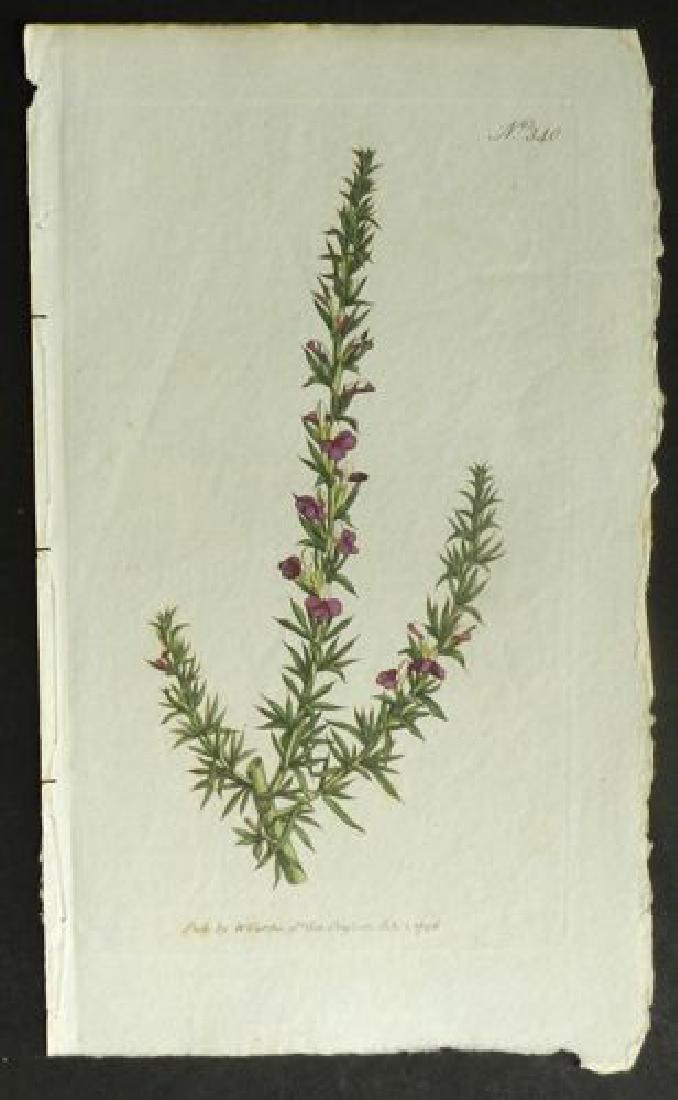 Plate 340, 1845 Handcolored Print (1 of 1)