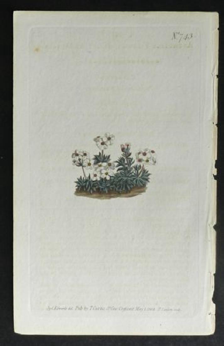 Plate 743, 1845 Handcolored Print (1 of 1)