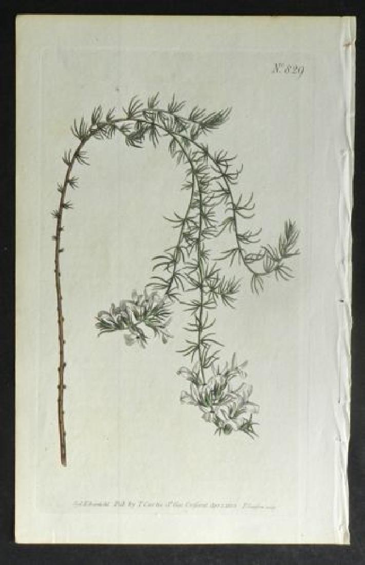 Plate 829, 1845 Handcolored Print (1 of 1)