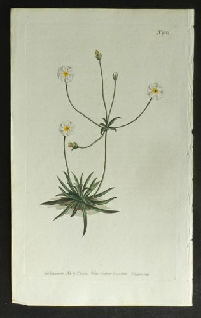 Plate 981, 1845 Handcolored Print (1 of 1)