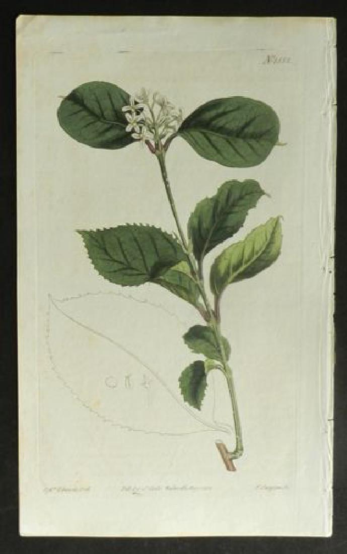 Plate 1552, 1845 Handcolored Print (1 of 1)