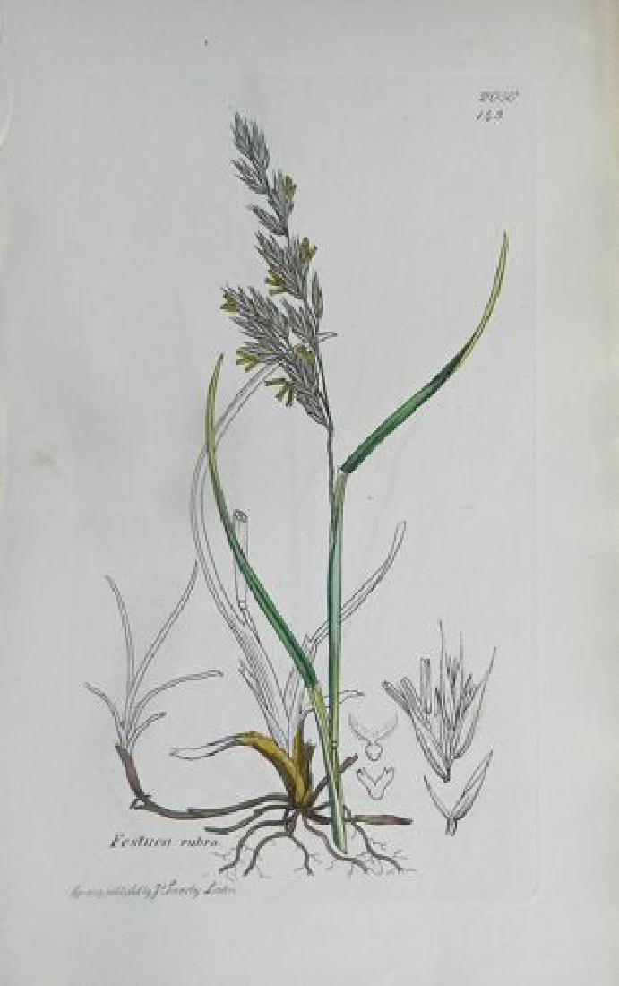 Plate 2, 1873 Handcolored Print (1 of 1)