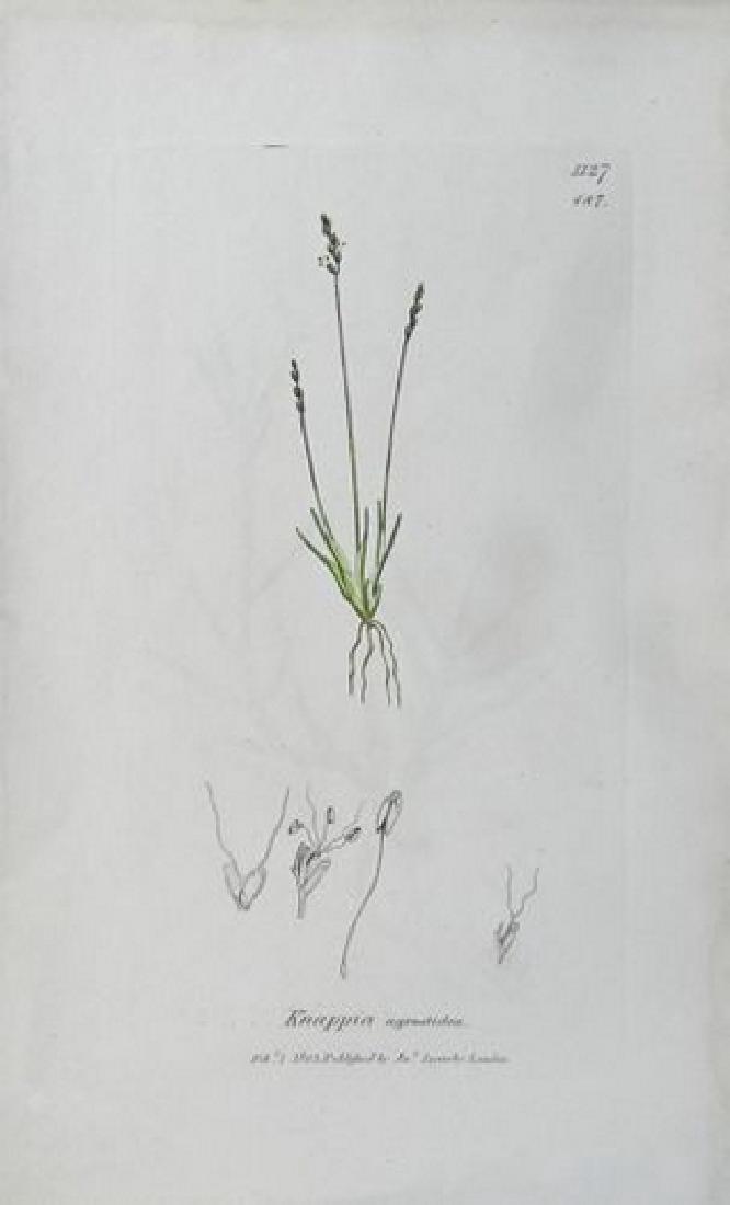 Plate 3, 1873 Handcolored Print (1 of 1)