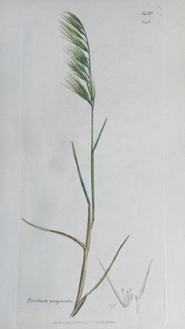 Plate 5, 1873 Handcolored Print (1 of 1)