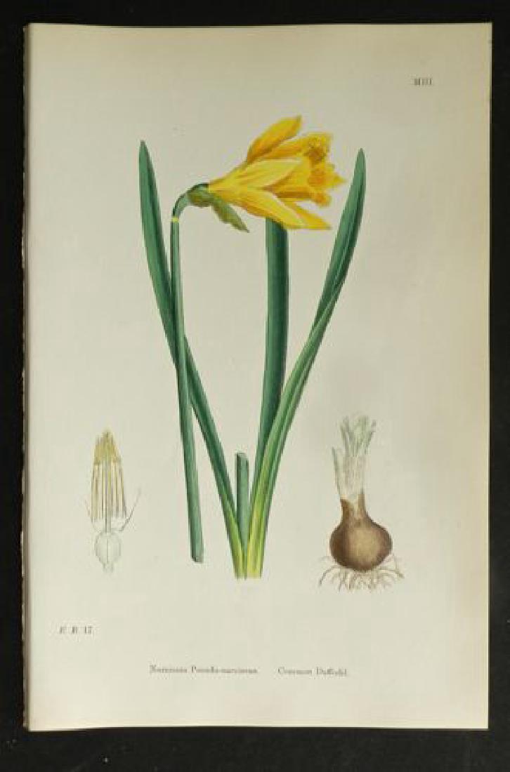 Plate 17, 1873 Handcolored Print (1 of 1)