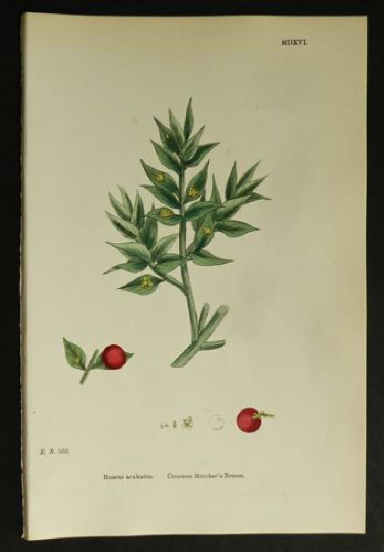 Plate 560, 1873 Handcolored Print (1 of 1)