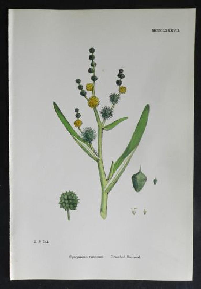 Plate 744, 1873 Handcolored Print (1 of 1)