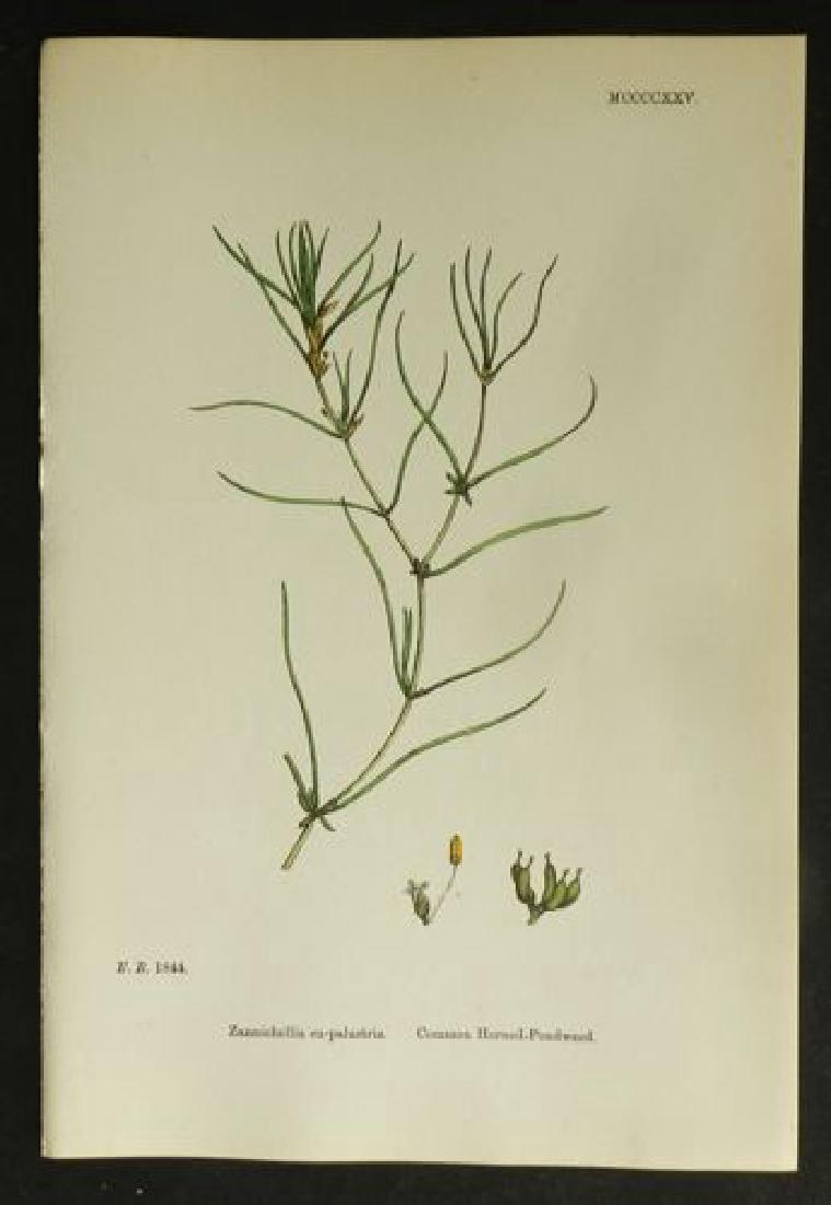 Plate 1844, 1873 Handcolored Print (1 of 1)