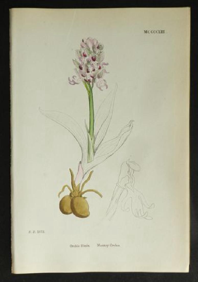 Plate 1873, 1873 Handcolored Print (1 of 1)