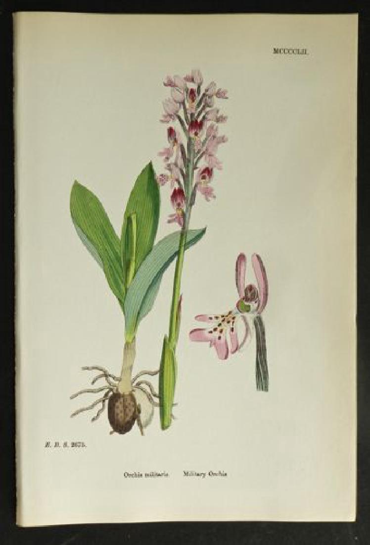 Plate 2675, 1873 Handcolored Print (1 of 1)
