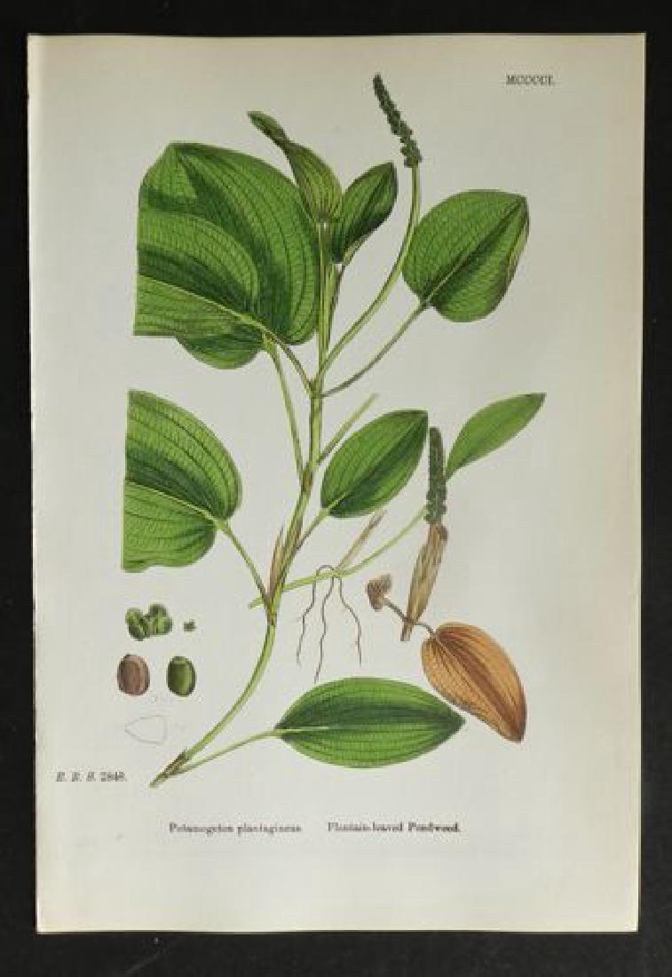 Plate 2848, 1873 Handcolored Print (1 of 1)