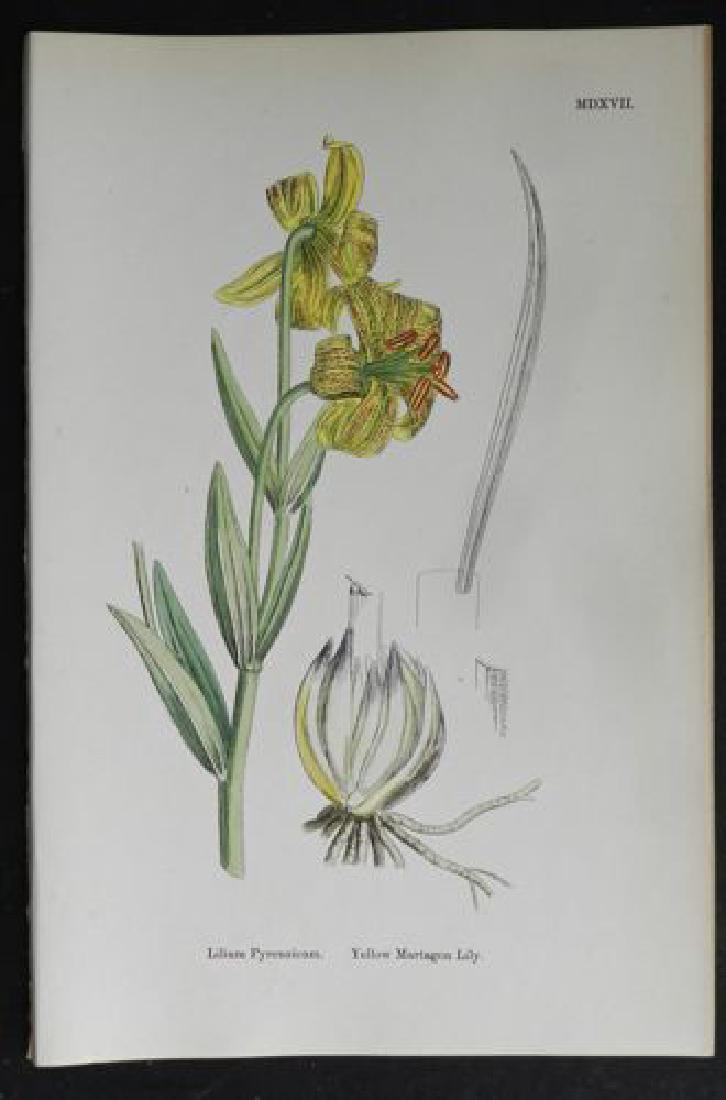 Lilium, 1873 Handcolored Print (1 of 1)