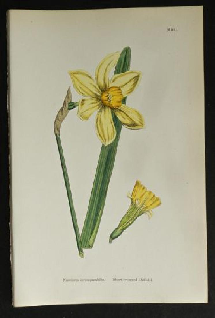 Narcissus, 1873 Handcolored Print (1 of 1)