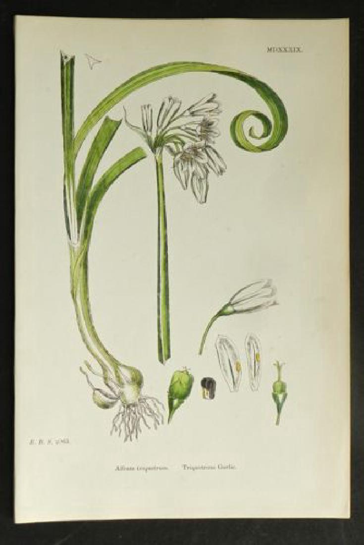 Plate 2063, 1873 Handcolored Print (1 of 1)