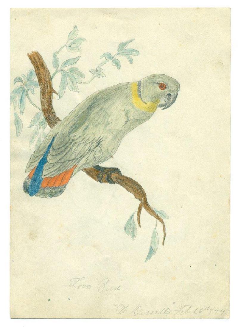 1894 Old Antique Folk Art Graphite Watercolor Bird: Graphite and watercolor on paper of LOVE BIRD. Signed N. DISSELLE December 12, 1893. Size: 4-1/4" x 6". Please note that this lot has a confidential reserve. When you leave a bid in advance of the auc