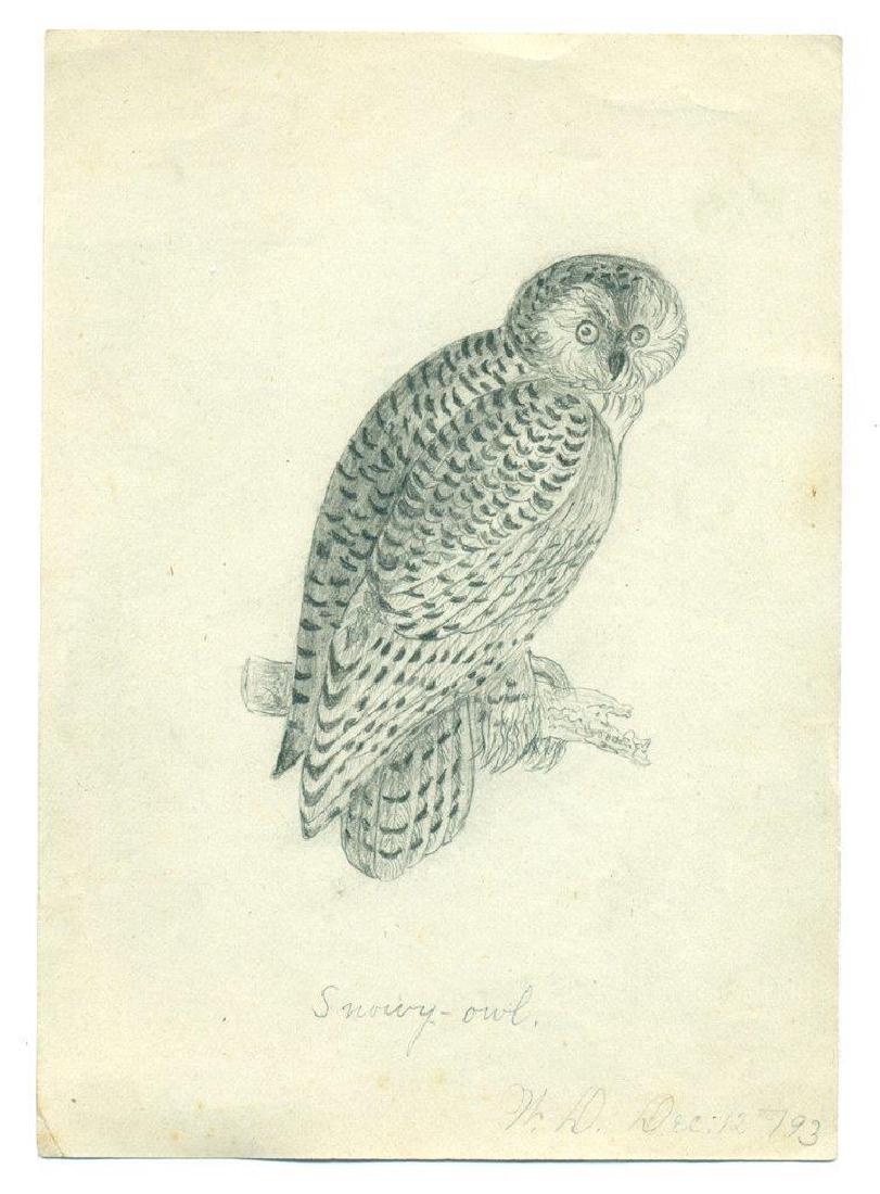 1893 Old Antique Folk Art Graphite Drawing, Snowy Owl (1 of 2)