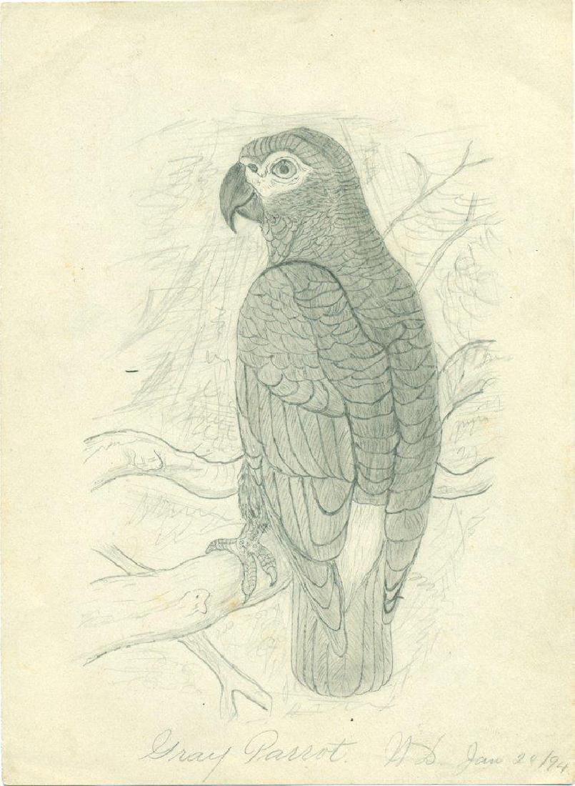 1894 Old Antique Folk Art Graphite Drawing, Gray Parrot (1 of 2)