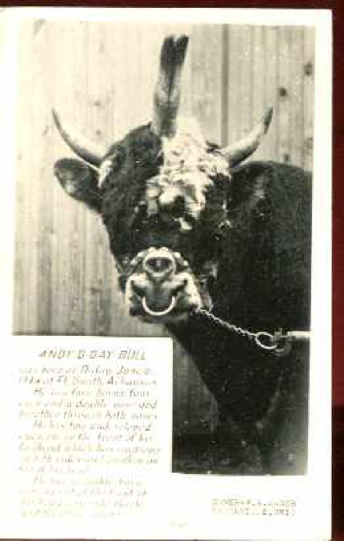 Mutant 4 Eyes 2 Noses Bull Photocard 1953 (1 of 1)