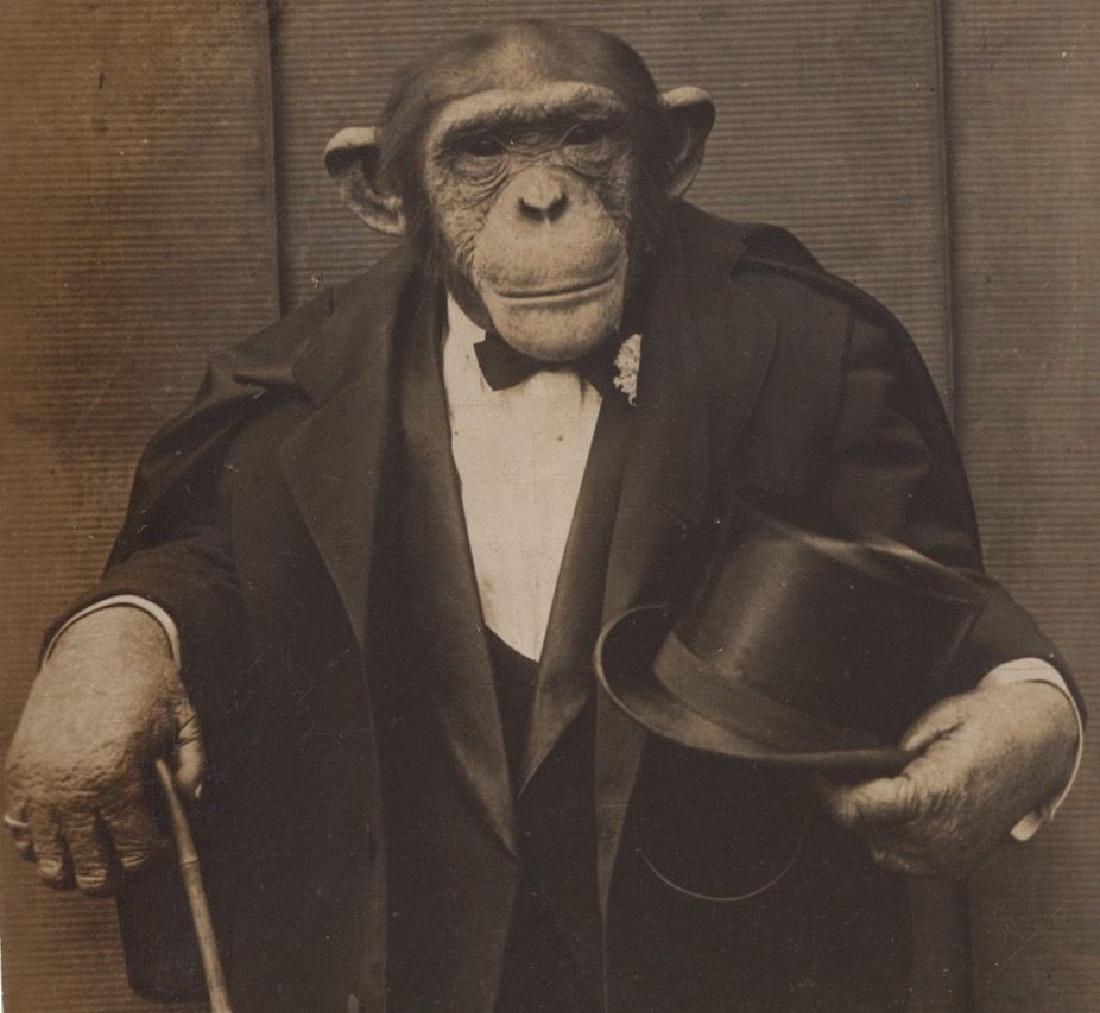 Antique c1915 Vaudeville Dressed Monkey Photo: Consul toured the US in the early teens from Britain performing anthropomorphic tasks like dining with a napkin and fine silver or occasionally showing the mastery of small tools to build a wood ladde