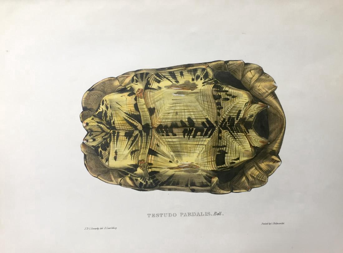 Testudo Pardalis (1 of 1)