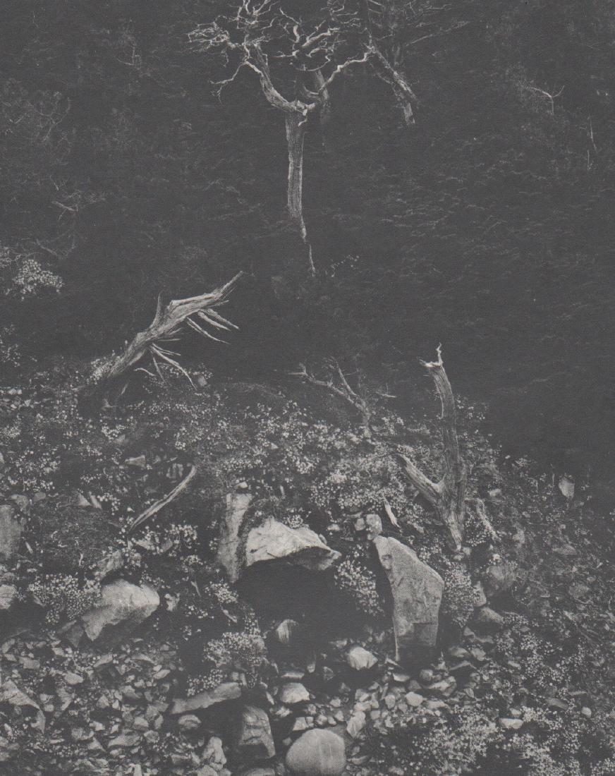 EDWARD WESTON - Point Lobos (1946): Artist: EDWARD WESTON Print Title: Point Lobos (1946) Printing Date: Early 1970s Medium: Sheet-fed Gravure Printed in the USA Image Size: 7" x 9" Paper Size: 13.5" X 10" Edward Henry Weston was a 20th