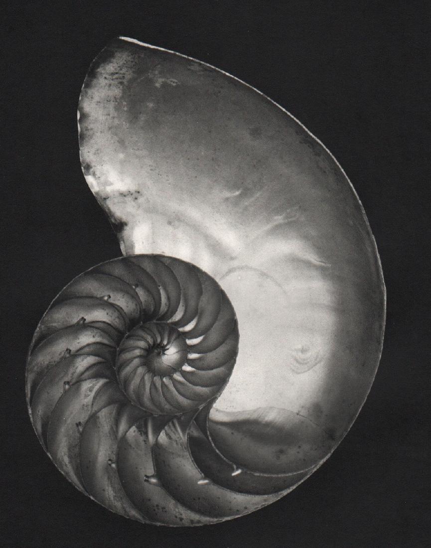 EDWARD WESTON - Nautilus: Artist: EDWARD WESTON Print Title: Nautilus, Printing Date: Early 1970s Medium: Sheet-fed Gravure Printed in the USA Image Size: 7" x 9" Paper Size: 10.5" X 13.5" Edward Henry Weston was a 20th-centur