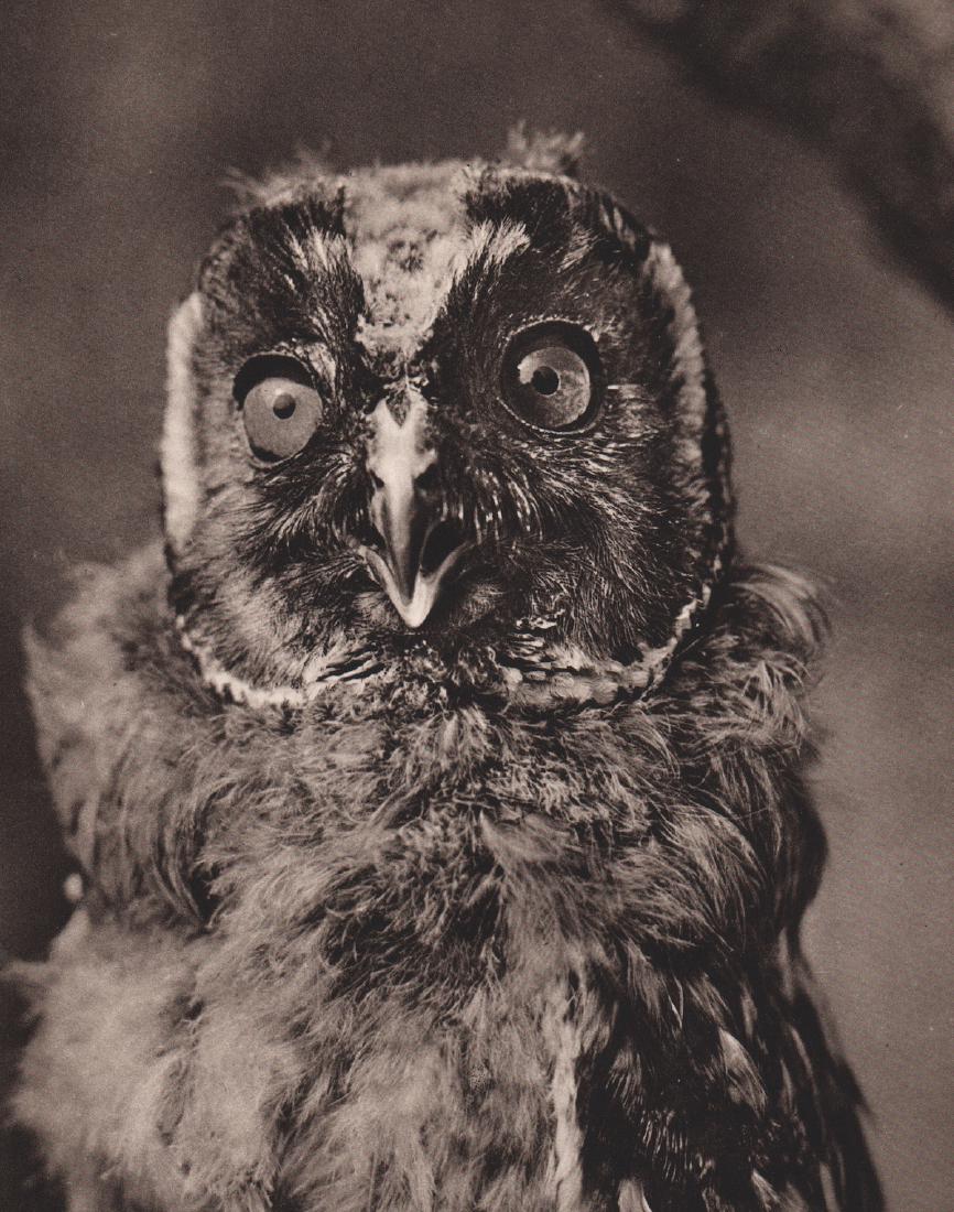 VJ STANEK - Three Week Old Wood Owl: Artist: VJ STANEK Print Title: Three Week Old Wood Owl Medium: Vintage Sheet-Fed Gravure Printed in Czechosolovakia, 1954 Image size 6.5 X 9" Dr V. J. Stanek (1907 - 1983) was a Czech scientist - natu