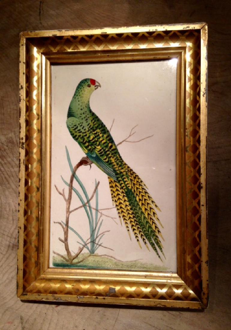 Antique Parrot Watercolored Copperplate Engraving, 1795 (1 of 3)