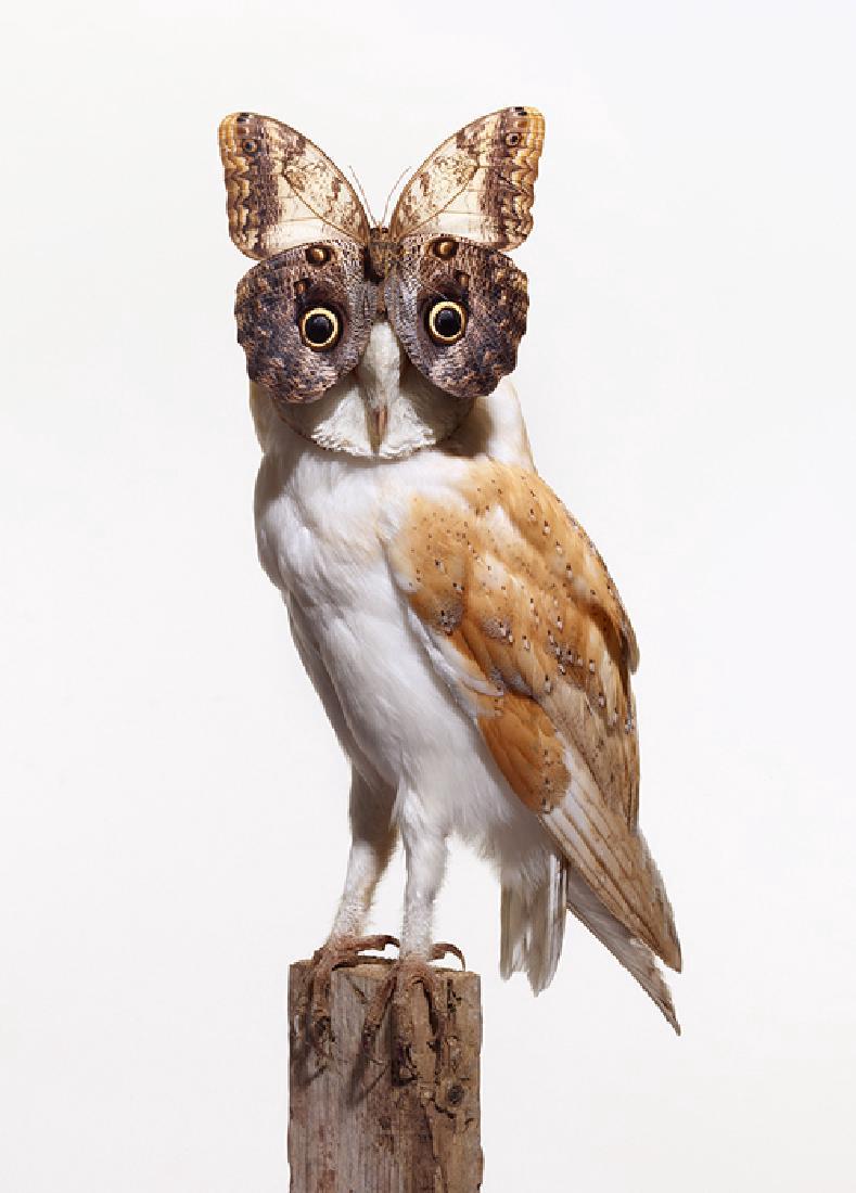 Nancy Fouts Owl with Butterfly Print Signed: Artist: Nancy Fouts Title: Owl with Butterfly Printing Date: 2012 Medium: C-Type Print Size: 60 x 91 cm Publisher: Nancy Fouts Series: Edition of 100 Nancy Fouts "Owl with Butterfly" C-type signed pri