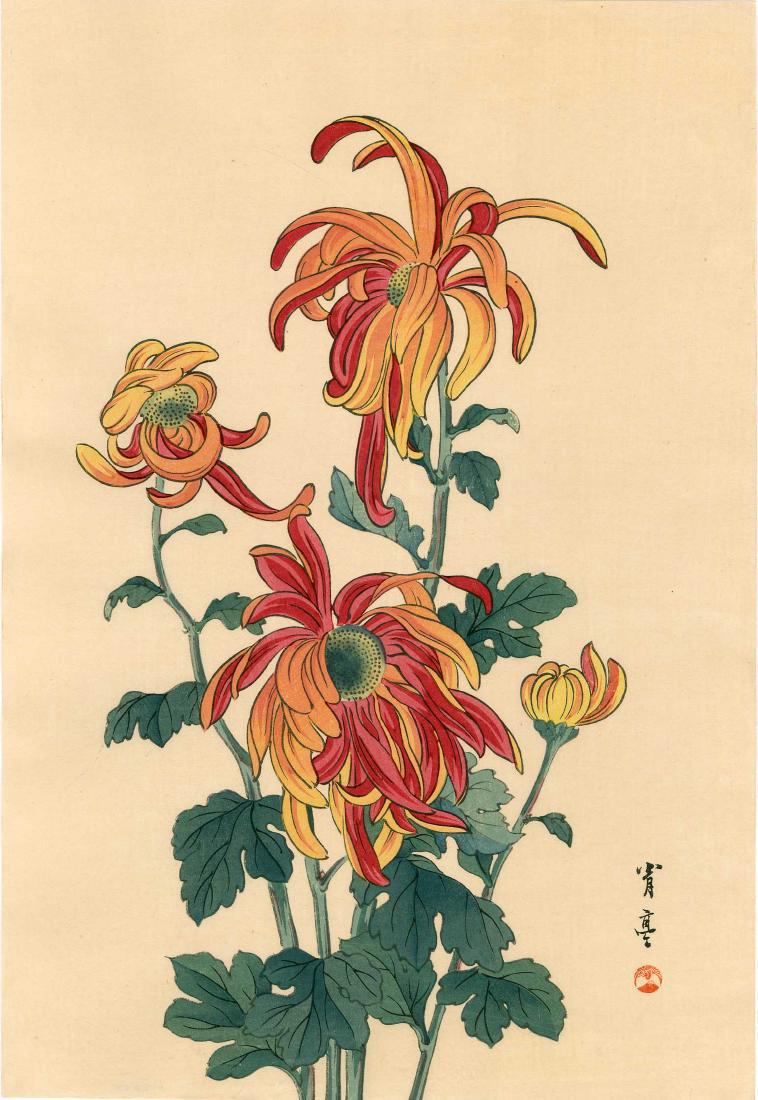 Seitei Watanabe Chrysanthemum Japanese Woodblock Print: Artist: Seitei Watanabe Chrysanthemum 1930s published by the Shima Art Co. Provenance: from the Robert O. Muller estate 10.25 x 15.5 inches Medium: Japanese Woodblock Print Watanabe Seitei, or Watanab