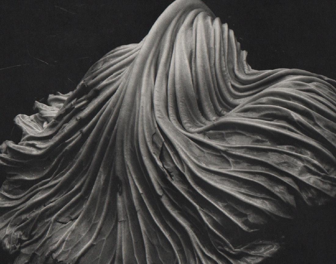 EDWARD WESTON - Cabbage Leaf: Artist: EDWARD WESTON Print Title: Cabbage Leaf Medium: Sheet-fed Gravure Printing Date: Early 1970s Printed in the USA Image Size: 9.25" x 7.25" Edward Henry Weston was a 20th-century American photog