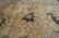 Antique Persian Mahal Handmade Rug - 5