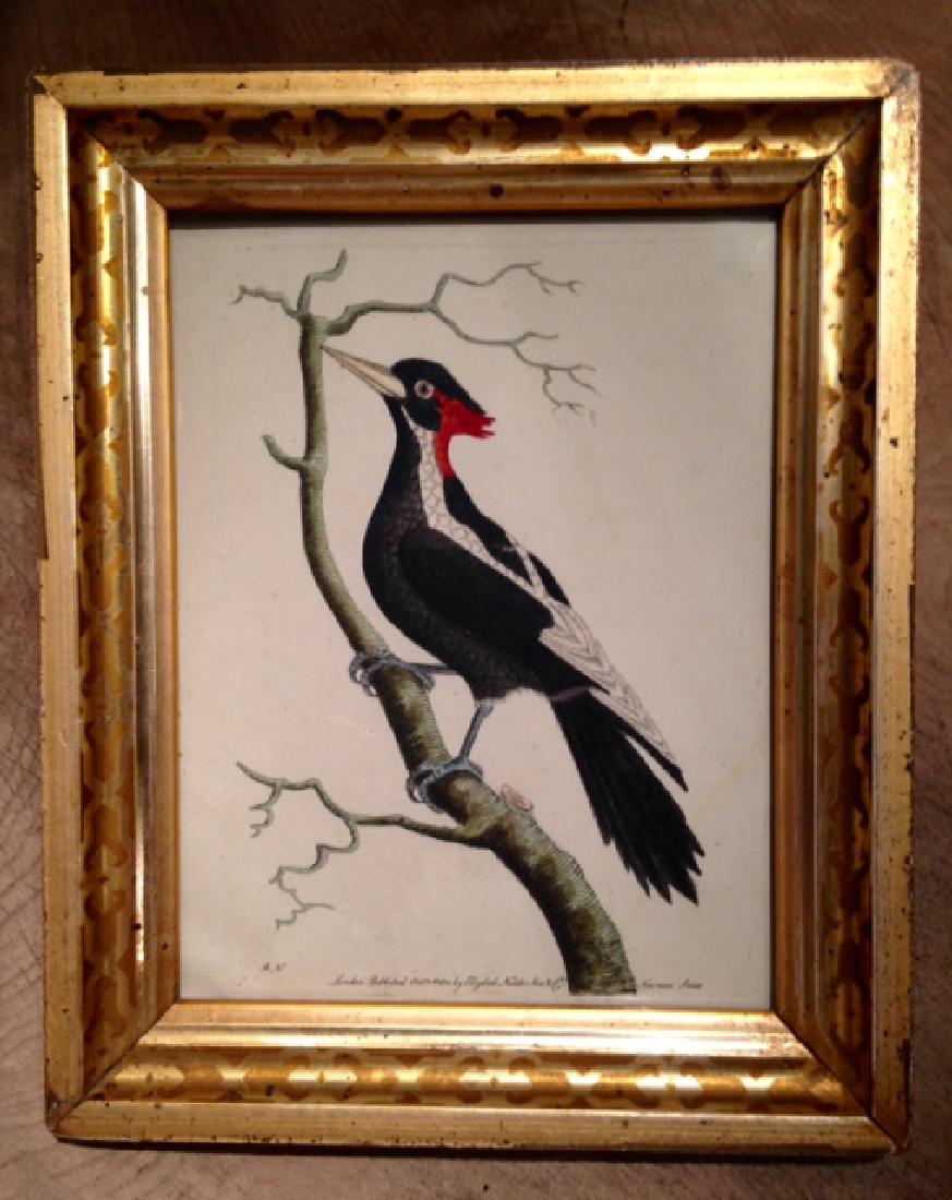 1801 Woodpecker Engraving Hand Colored (1 of 3)