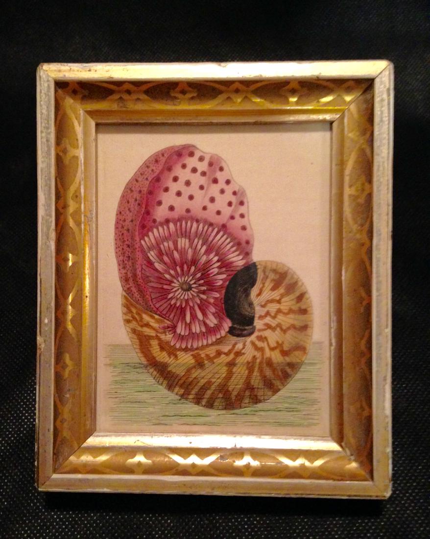 C 1800 Hand Painted Watercolor Engraving of Shell (1 of 2)