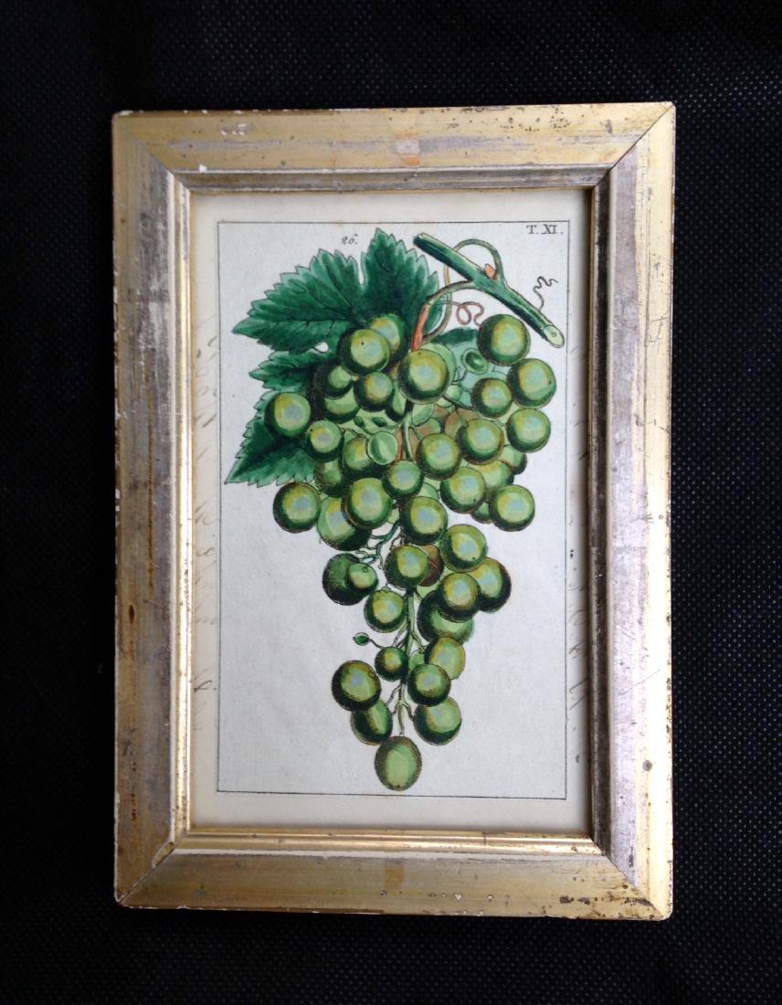 Circa 1800 Green Grapes Hand Colored Engraving (1 of 2)