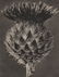 KARL BLOSSFELDT - Centaurea Kotshyana