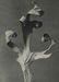 KARL BLOSSFELDT - Primula Japonica