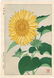 Kawarazaki Shodo Woodblock Sun Flower