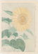 Kawarazaki Shodo Woodblock Sun Flower - 2