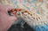 Antique Kork Wool Persian Lavar Kerman Rug 9.10x18 - 10