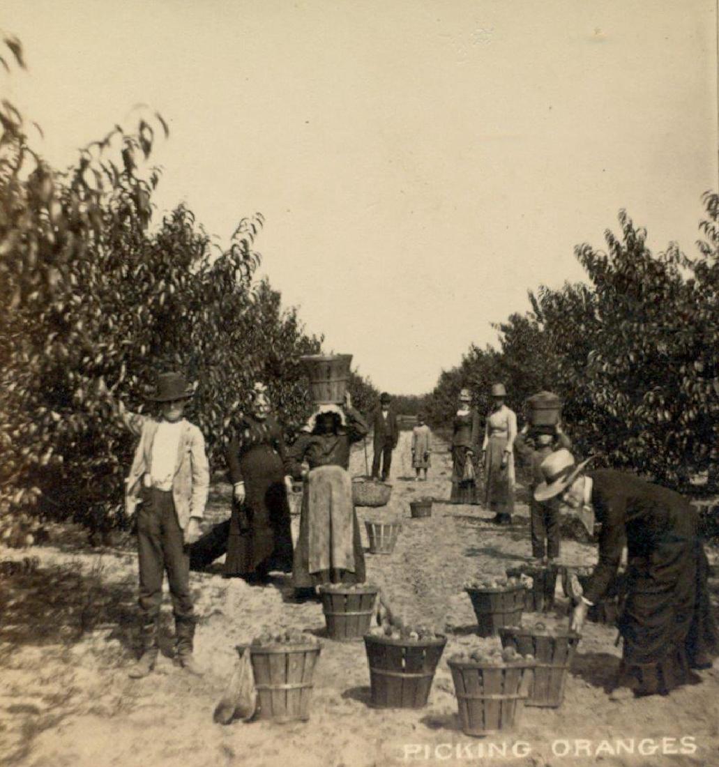 1880 Savannah Georgia Occupational Picking Oranges (1 of 3)