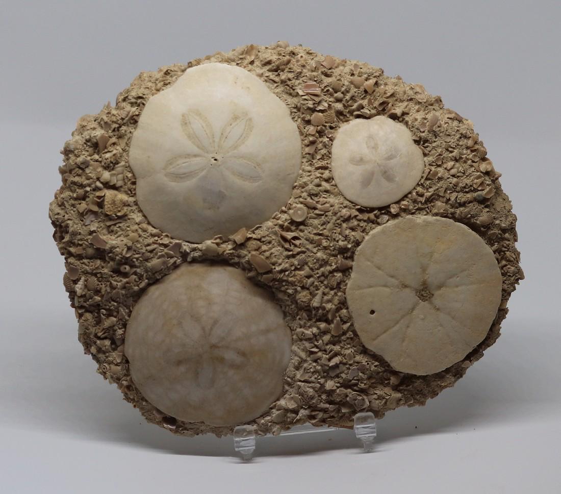 Fossil: Parascutella producta (1 of 4)