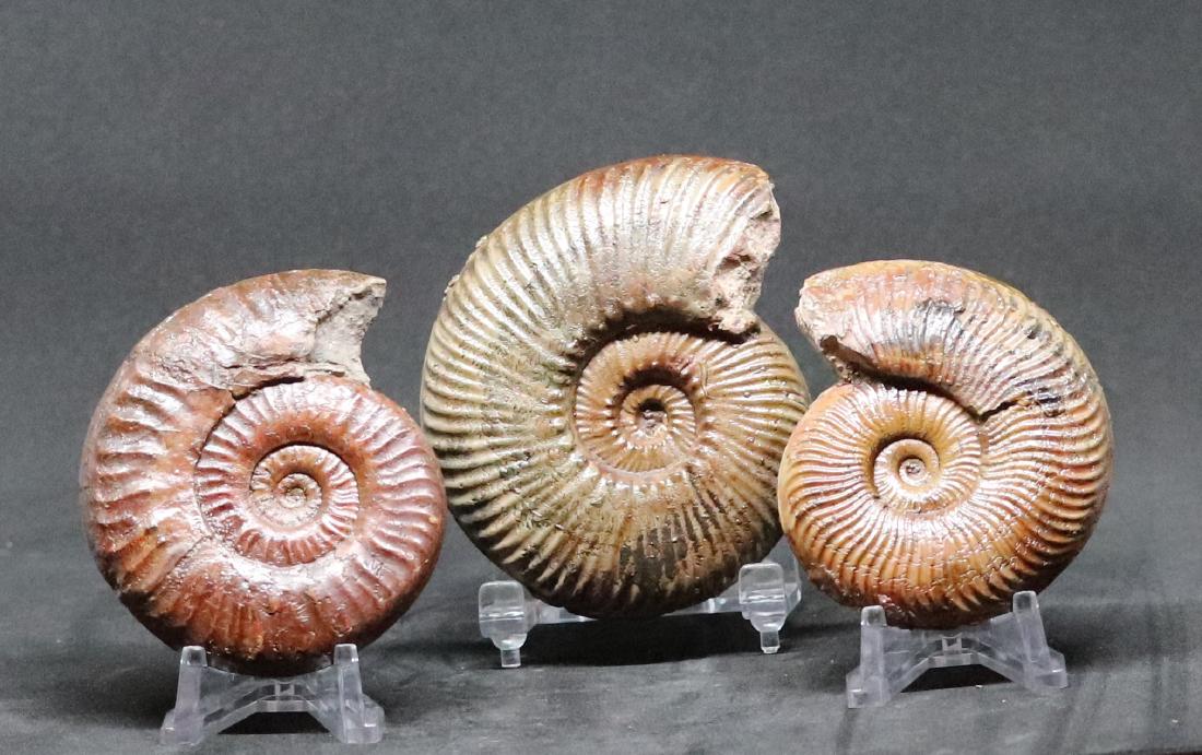 Fossil: Grammoceras, Hammatoceras & Pseudogrammoceras (1 of 4)