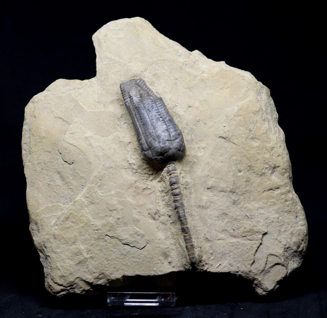Fossil: Encrinus Liliiformis (1 of 2)