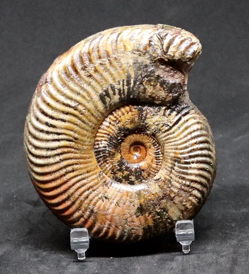 Fossil: Pseudogrammoceras differens (1 of 1)